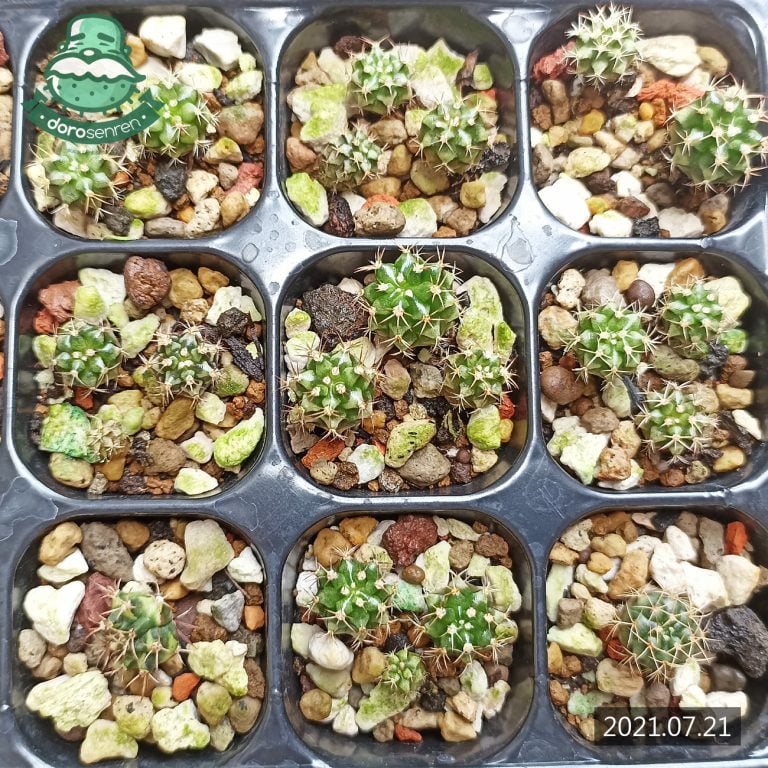 多肉仙人交易所