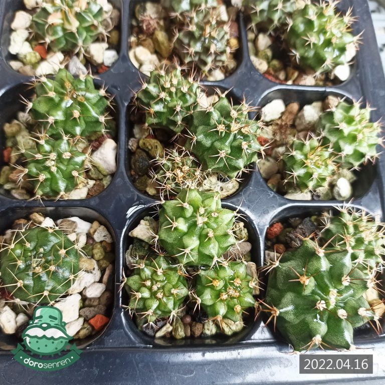 多肉仙人交易所