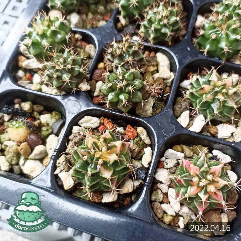 多肉仙人交易所