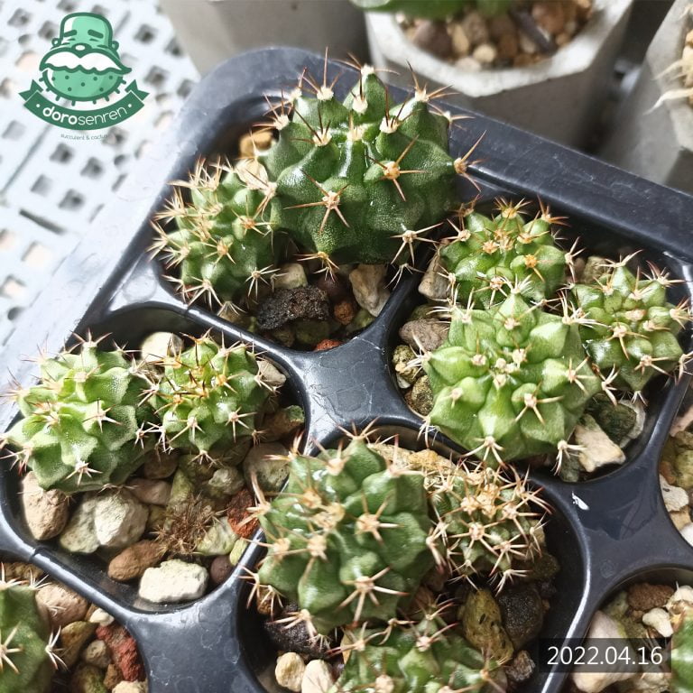 多肉仙人交易所