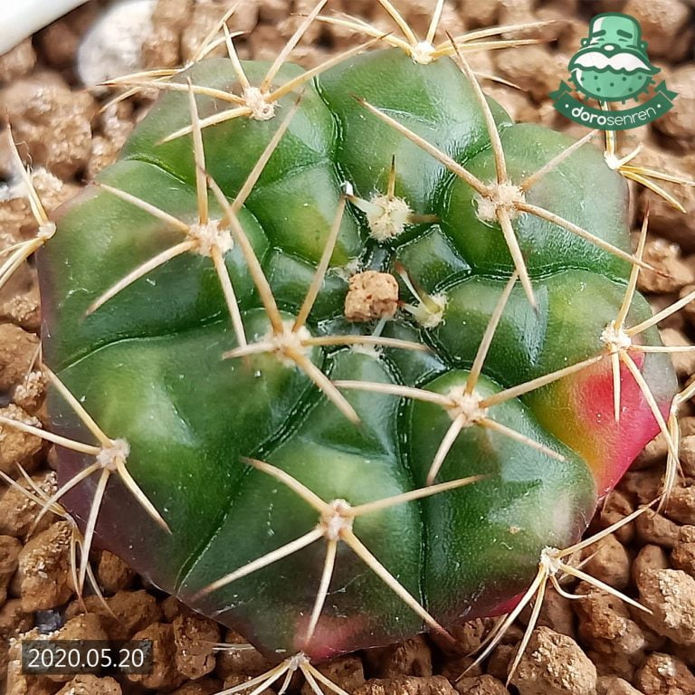 多肉仙人交易所