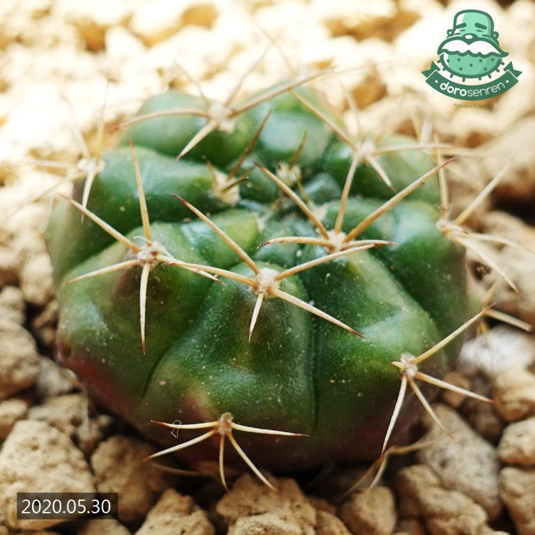 多肉仙人交易所