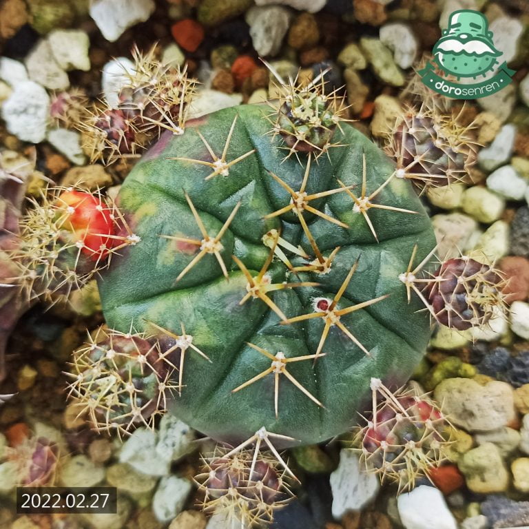 多肉仙人交易所