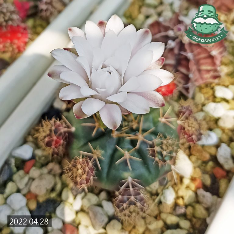 多肉仙人交易所