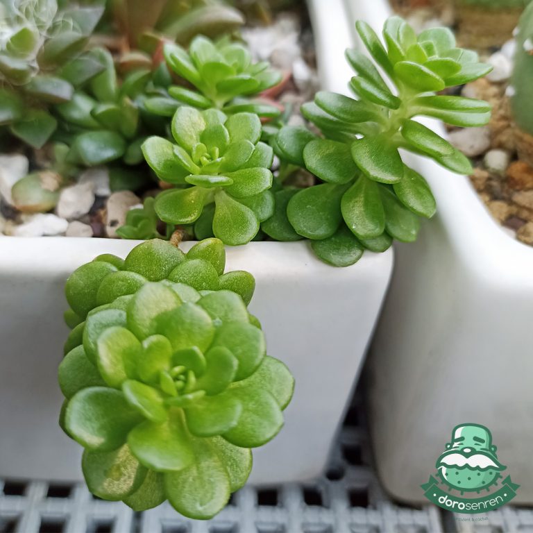 多肉仙人交易所