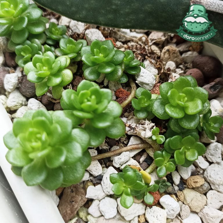 多肉仙人交易所