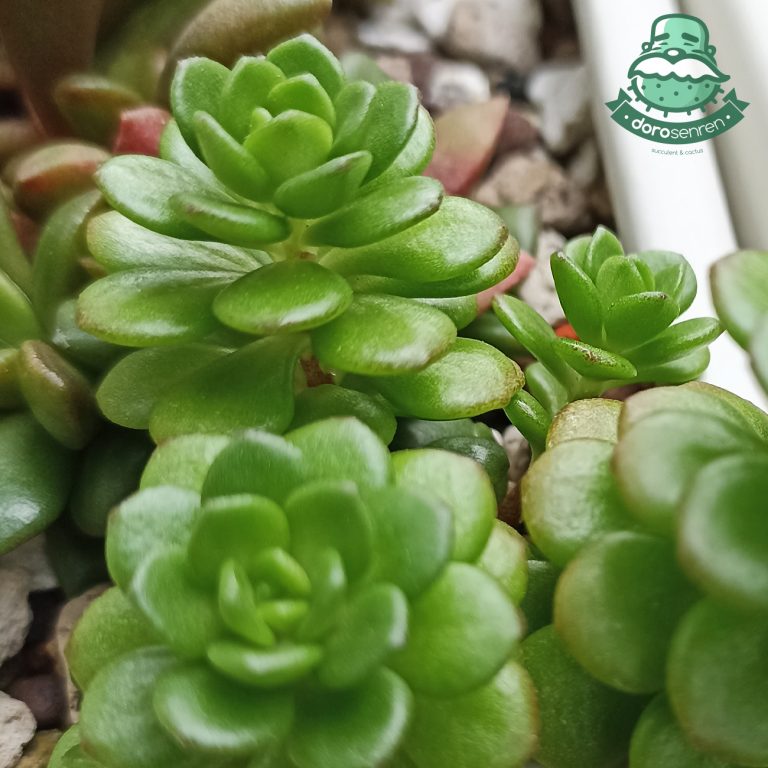 多肉仙人交易所