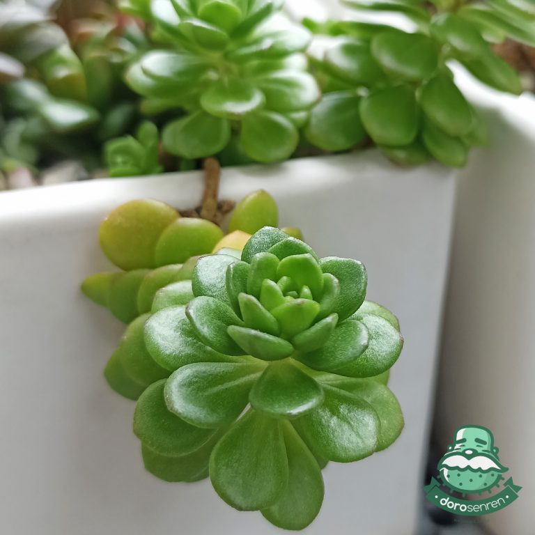 多肉仙人交易所