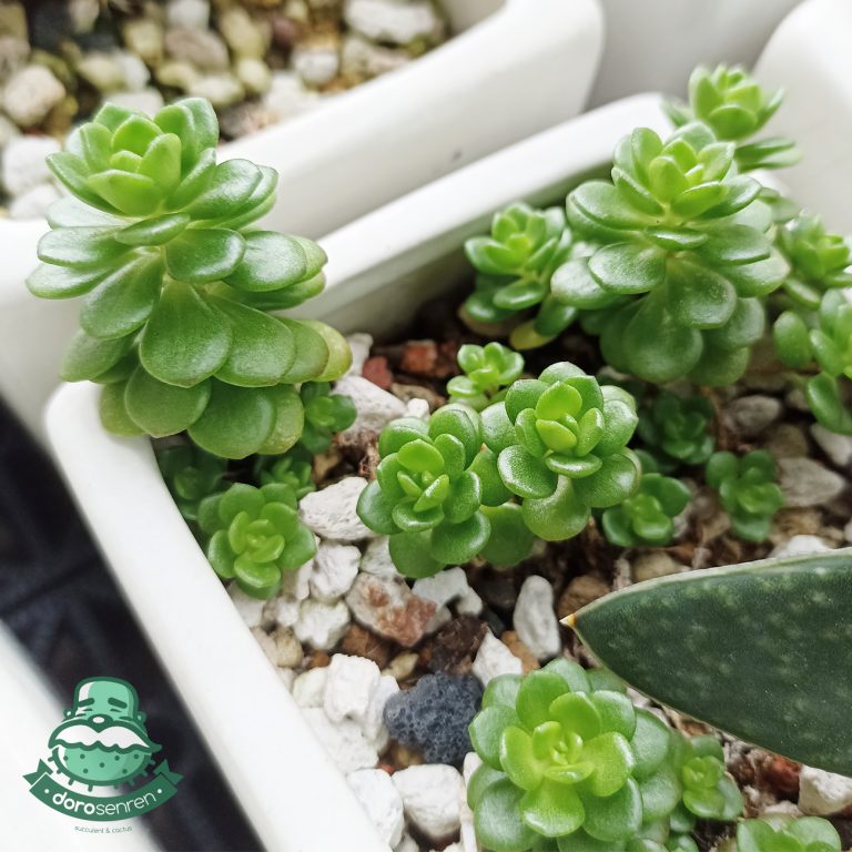 多肉仙人交易所