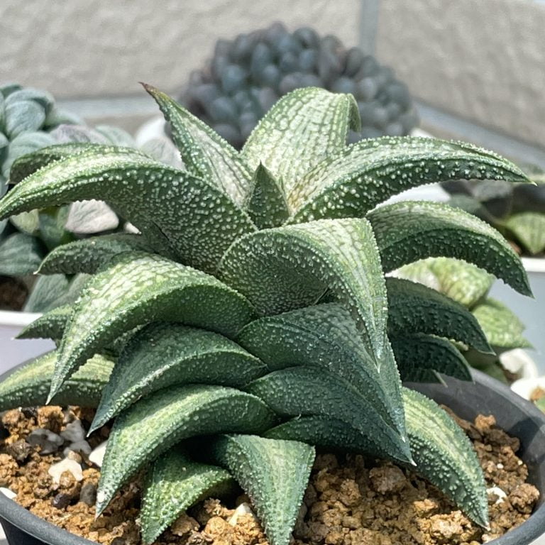 多肉仙人交易所