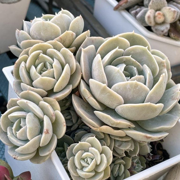 多肉仙人交易所