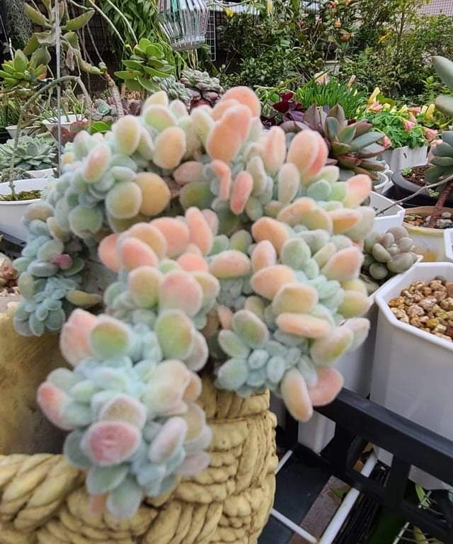 多肉仙人交易所