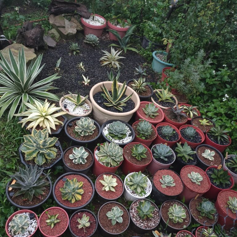 多肉仙人交易所