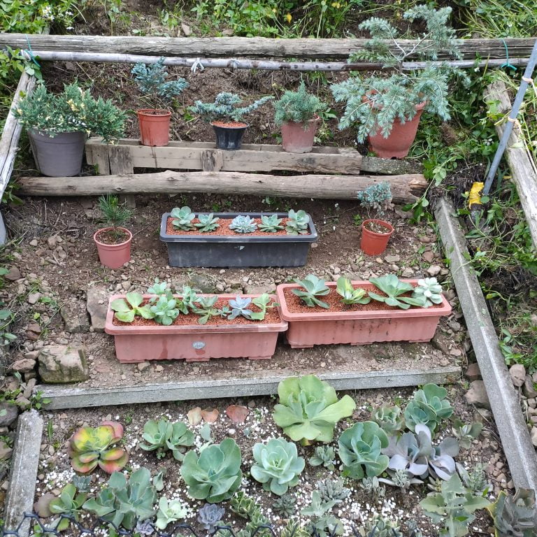 多肉仙人交易所