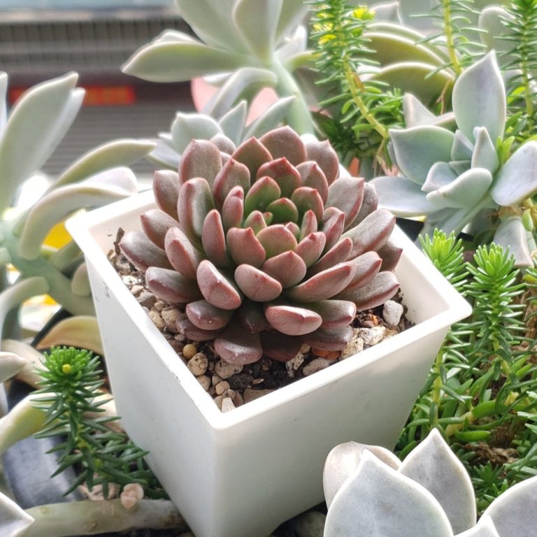 多肉仙人交易所