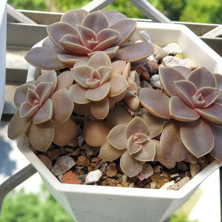 多肉仙人交易所