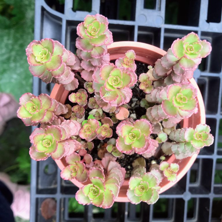 多肉仙人交易所