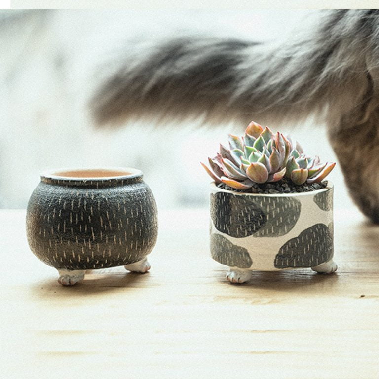 多肉仙人交易所