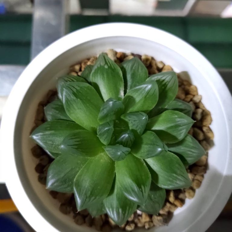 多肉仙人交易所