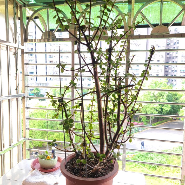 多肉仙人交易所