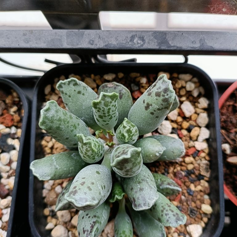 多肉仙人交易所