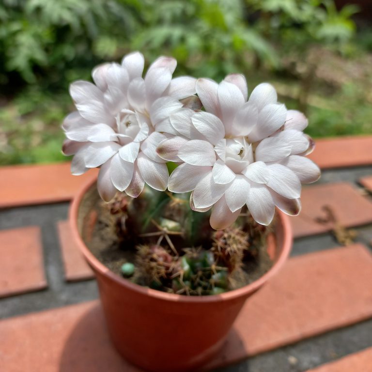 多肉仙人交易所