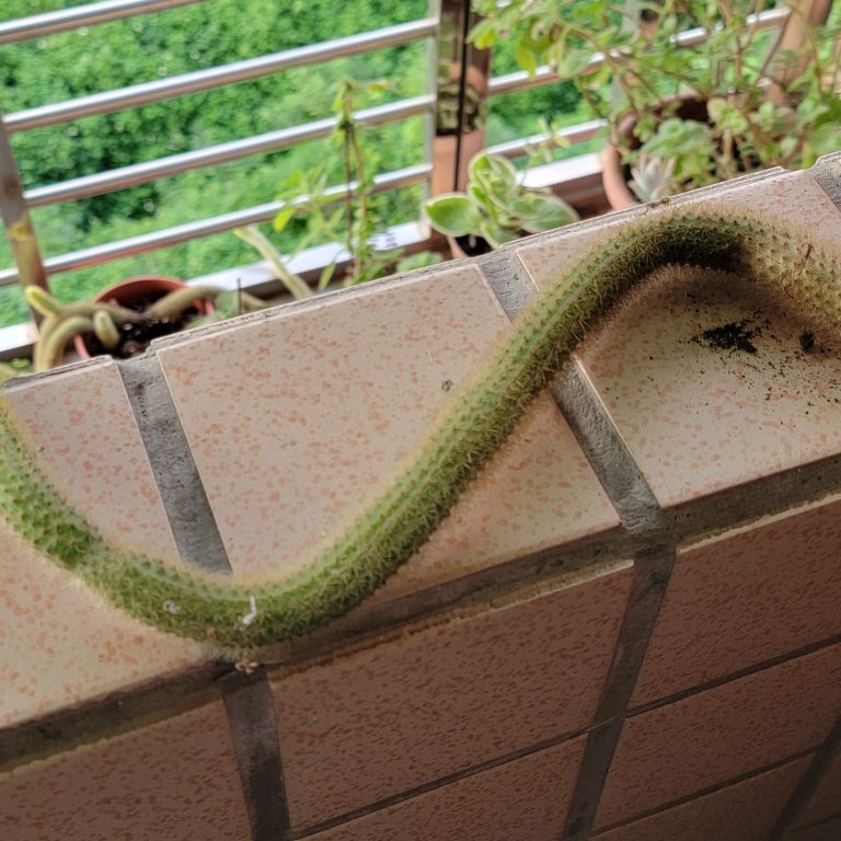 多肉仙人交易所