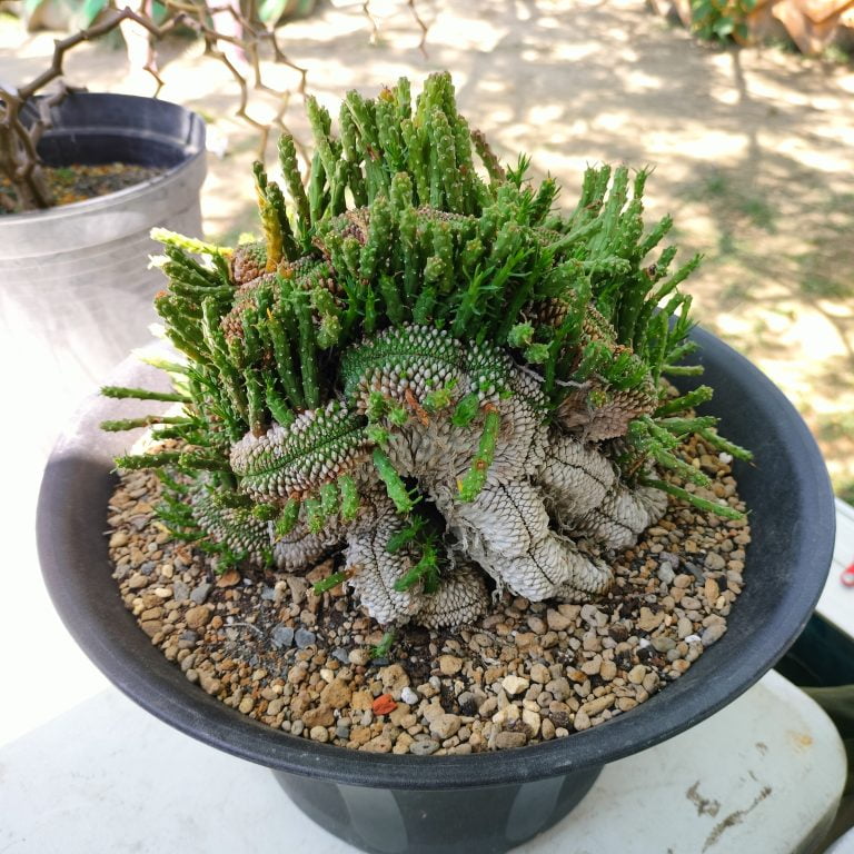 多肉仙人交易所