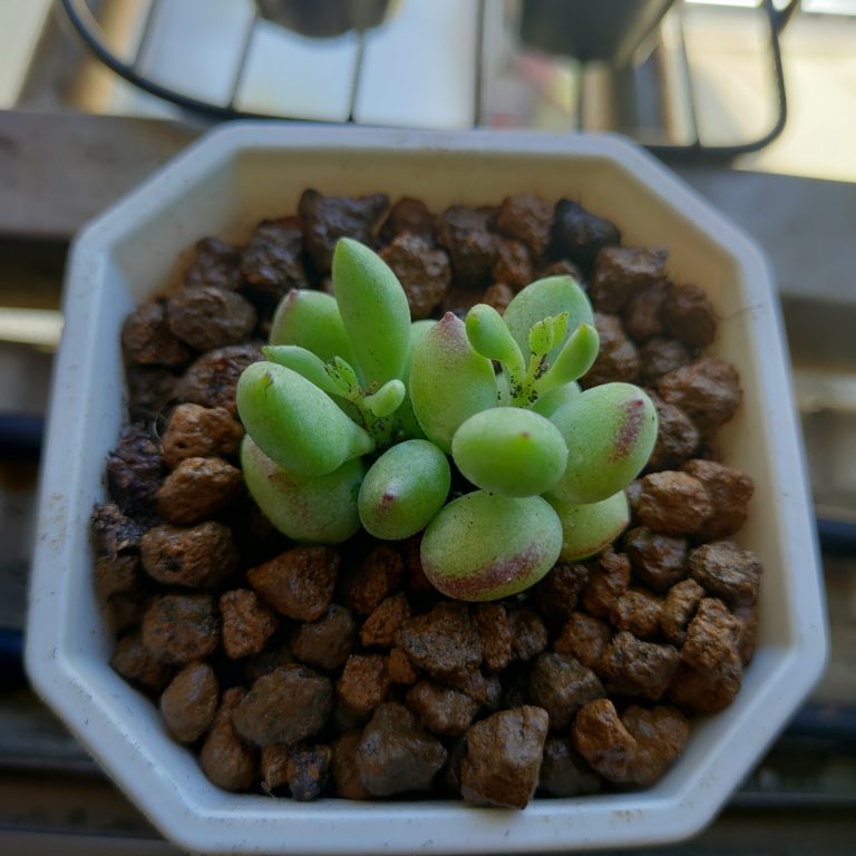 多肉仙人交易所