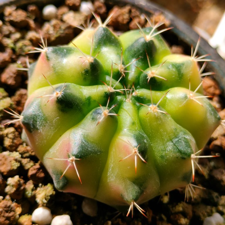 多肉仙人交易所