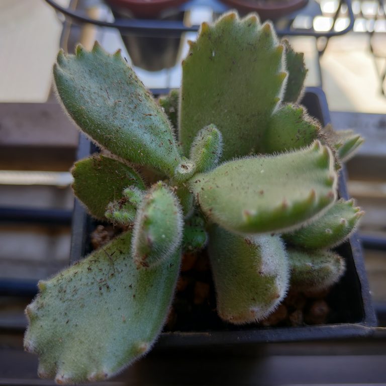 多肉仙人交易所