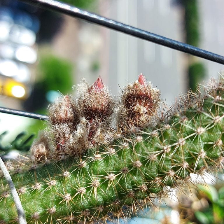 多肉仙人交易所