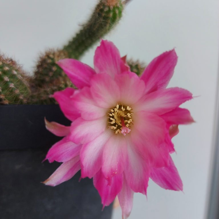 多肉仙人交易所