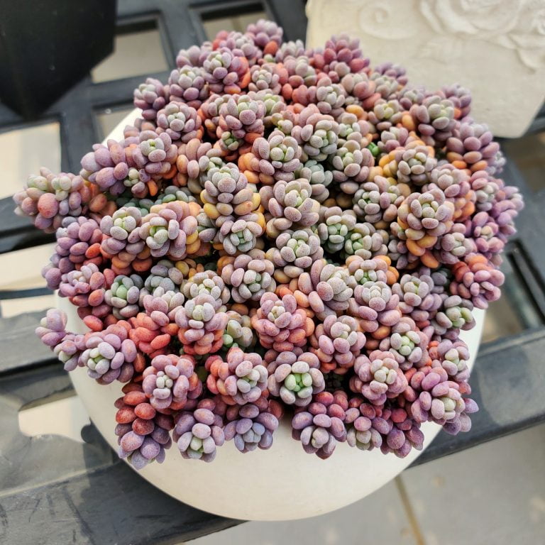 多肉仙人交易所