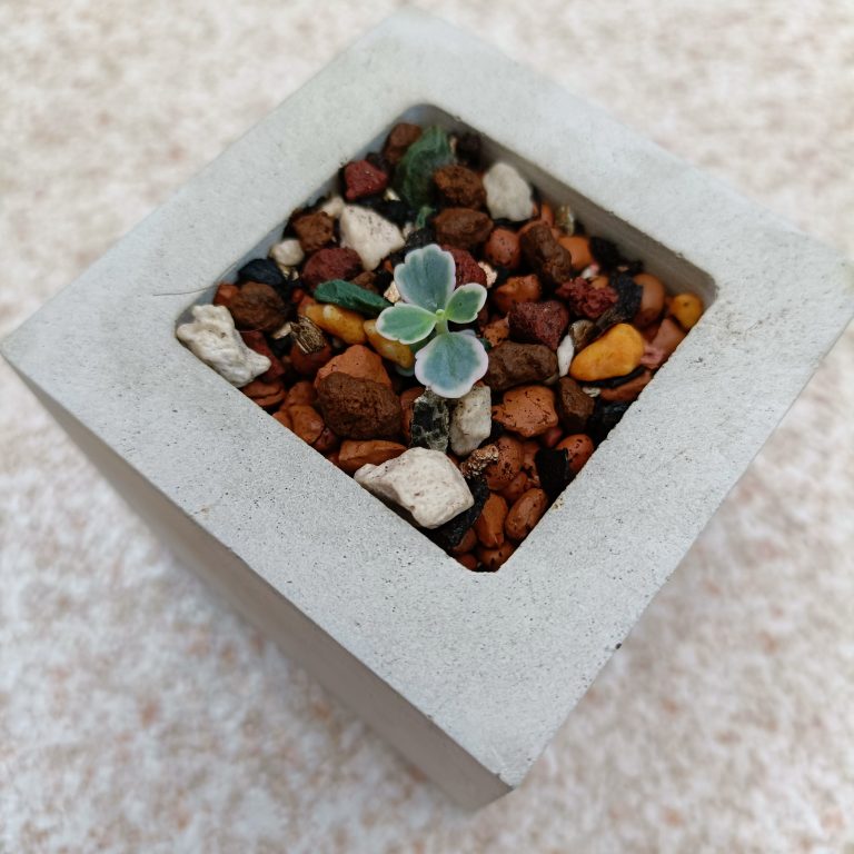 多肉仙人交易所