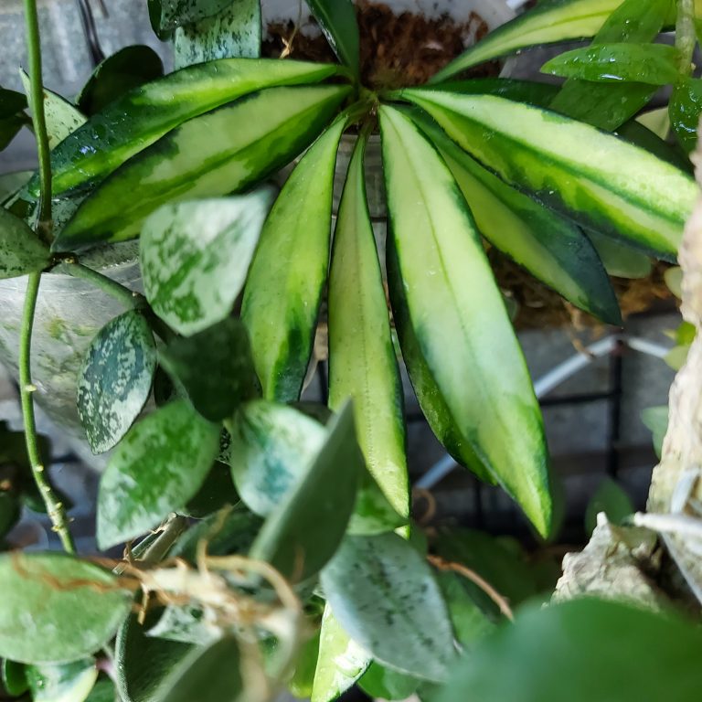 多肉仙人交易所