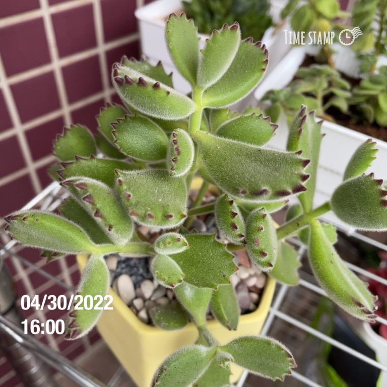 多肉仙人交易所