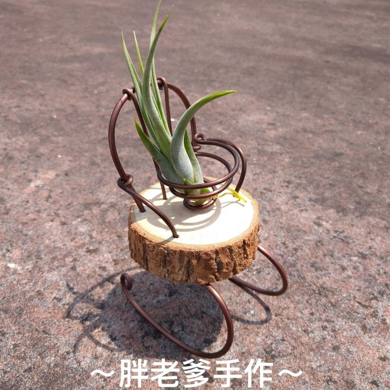 多肉仙人交易所