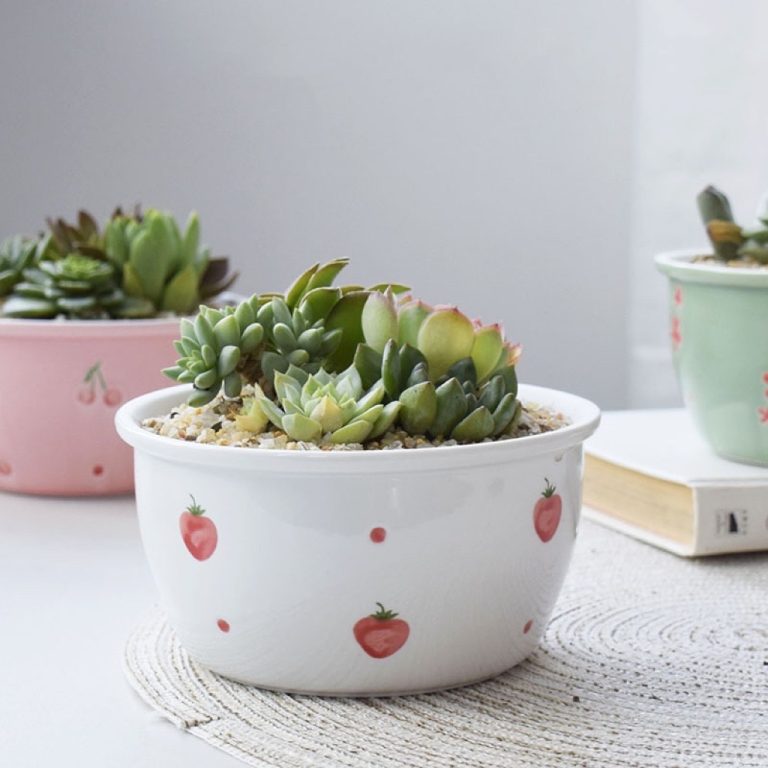 多肉仙人交易所