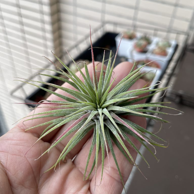 多肉仙人交易所