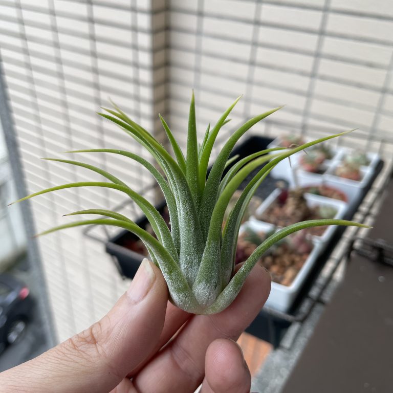 多肉仙人交易所