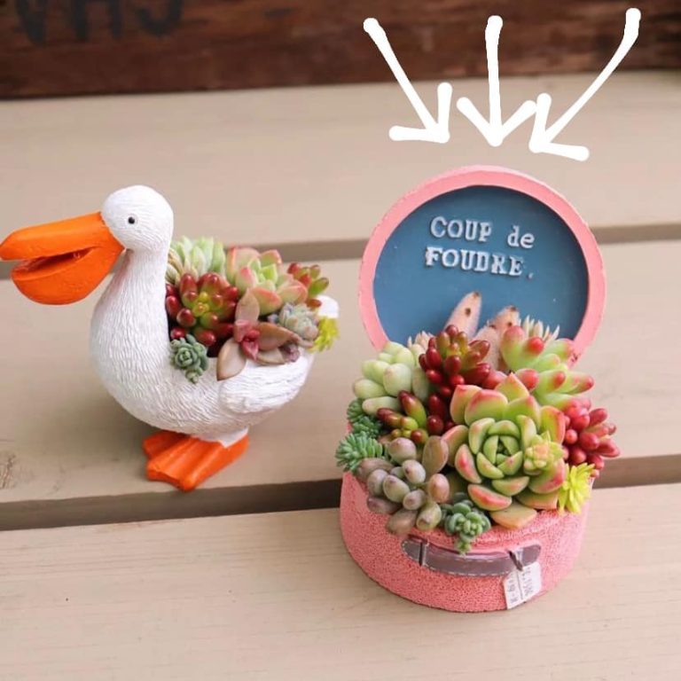 多肉仙人交易所