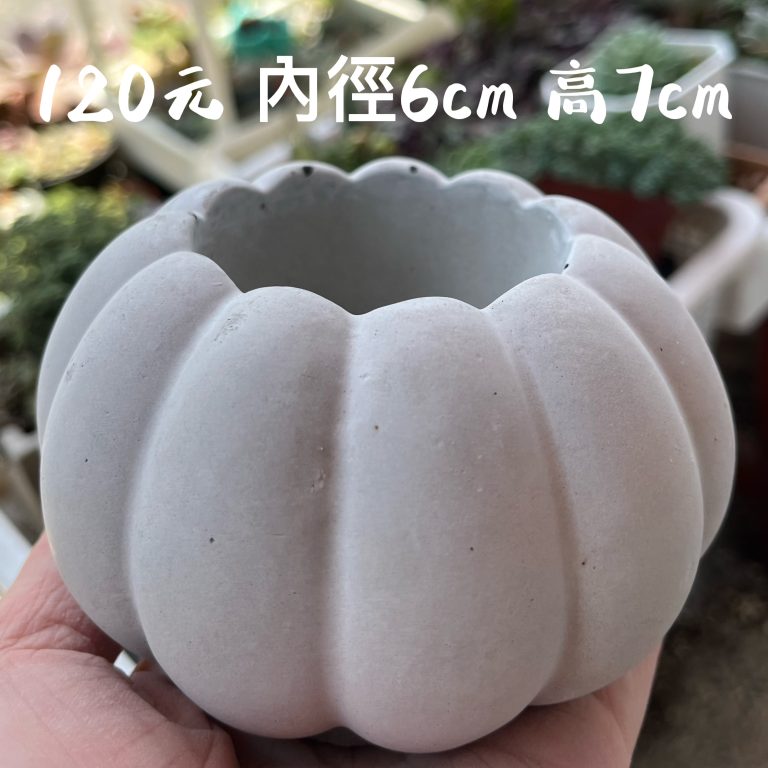 多肉仙人交易所