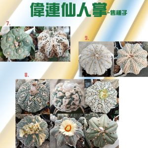 新鮮兜種子(4/25) - Dorosenren 多肉仙人
