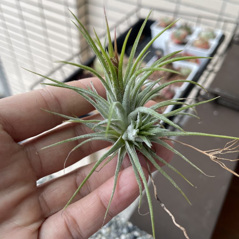 多肉仙人交易所