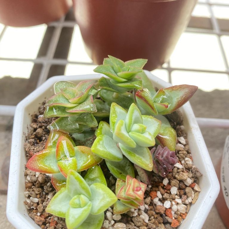 多肉仙人交易所