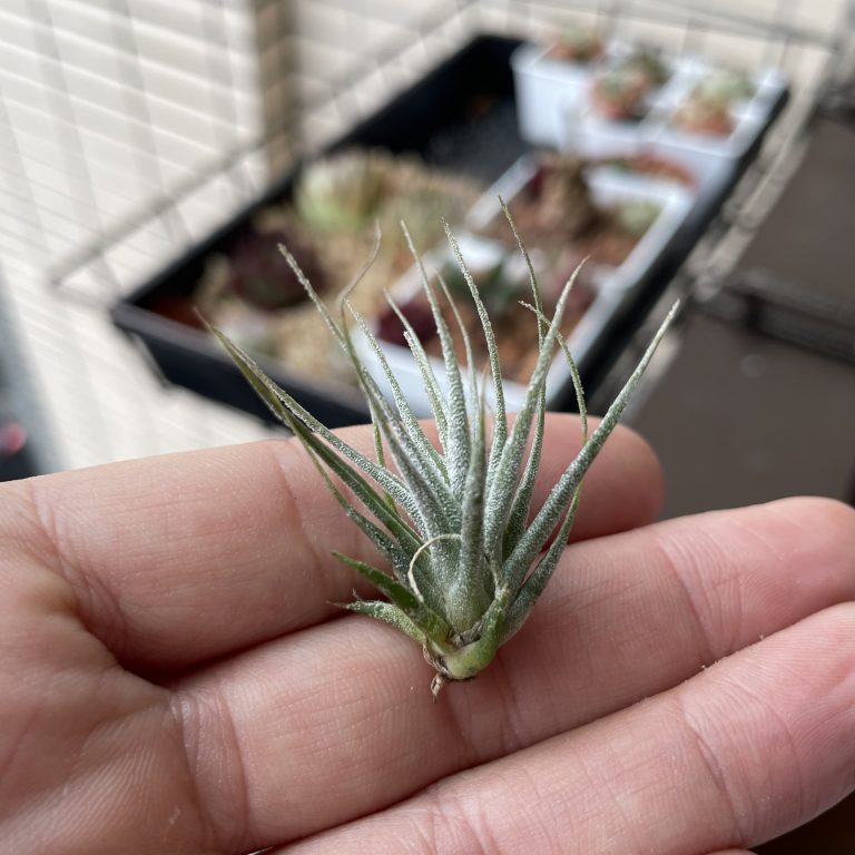 多肉仙人交易所