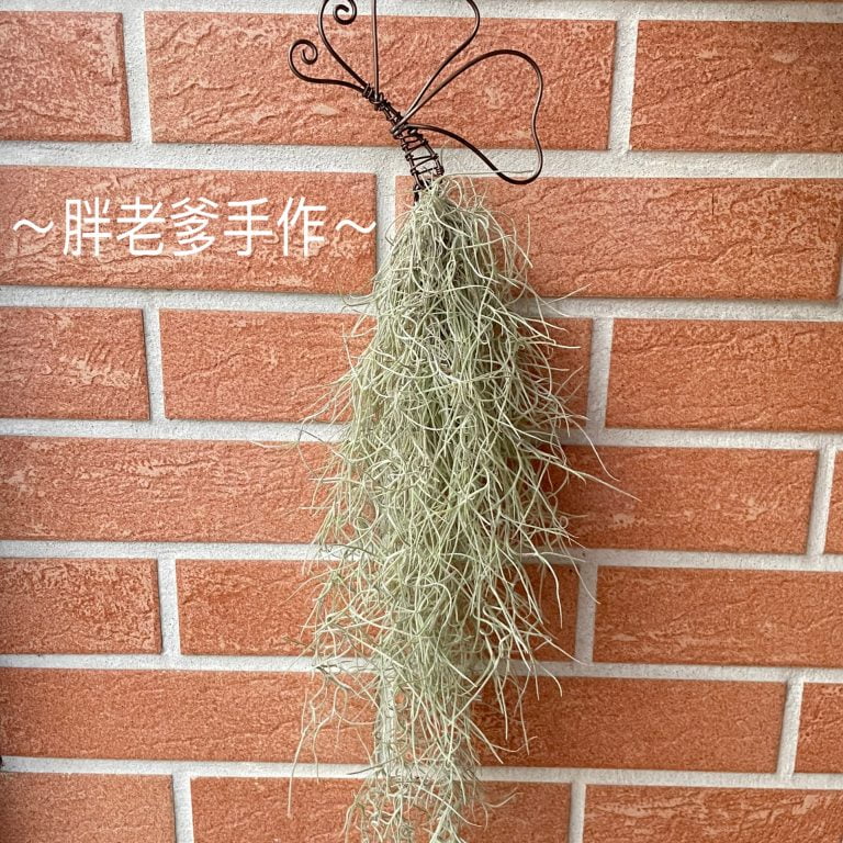 多肉仙人交易所