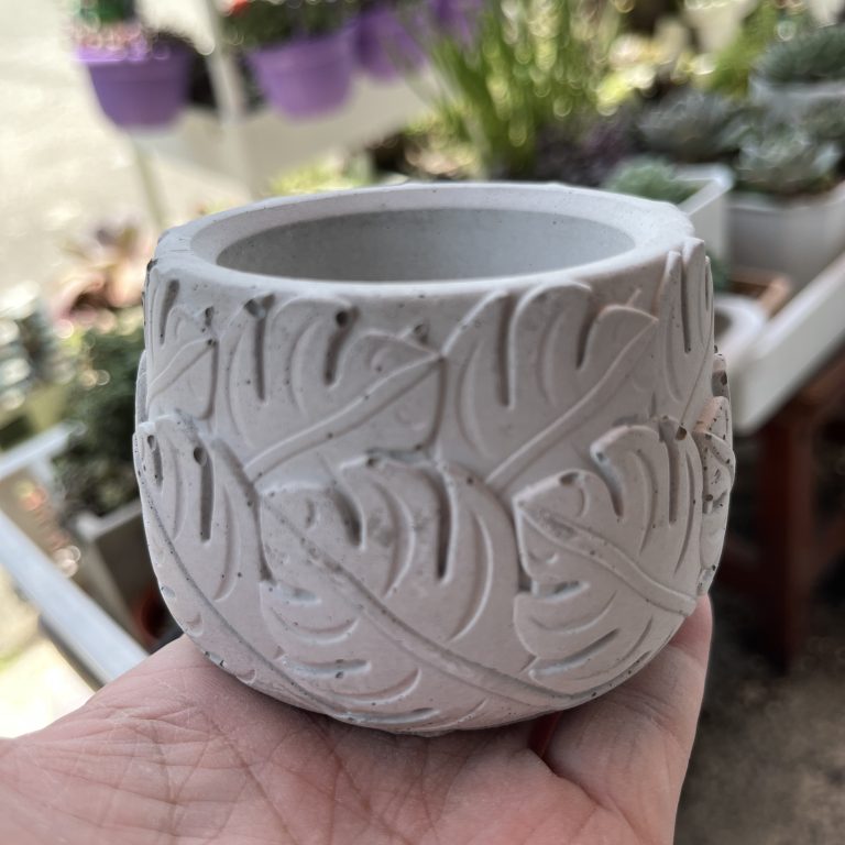 多肉仙人交易所