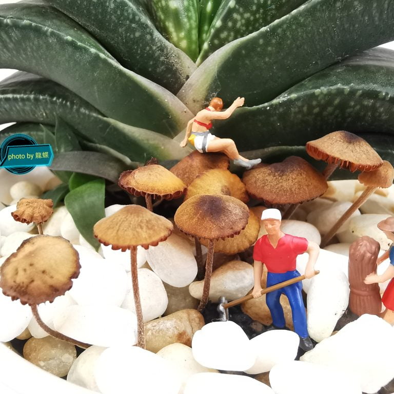 多肉仙人交易所